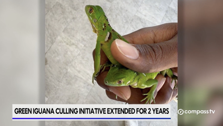 Renewed effort underway for Green Iguana Culling programme